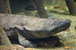 Chinese giant salamander