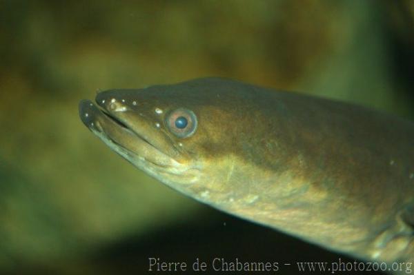 European eel