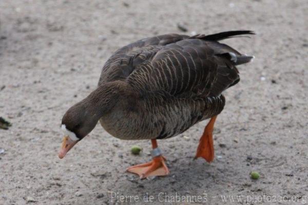 Greater white-fronted goose