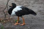 Magpie goose