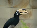 Oriental pied hornbill