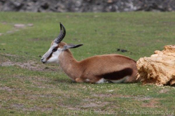 Springbok