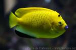 Threespot angelfish