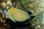 Goldspotted angelfish