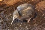 Northern brown kiwi