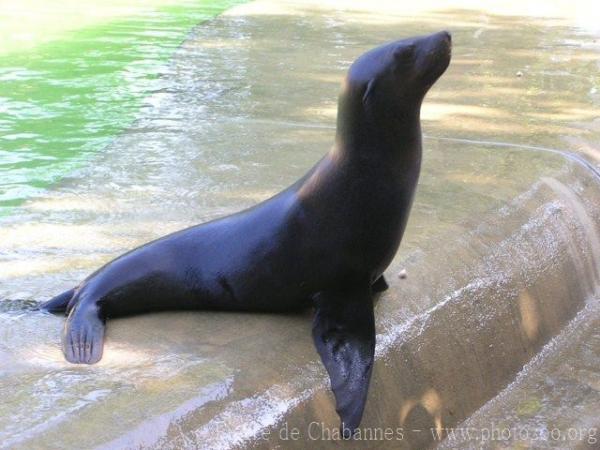 South African fur seal