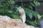 Squacco heron