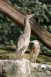 Squacco heron