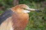 Javan pond heron