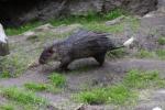 African brush-tailed porcupine