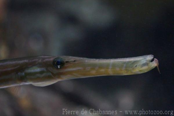 Chinese trumpetfish