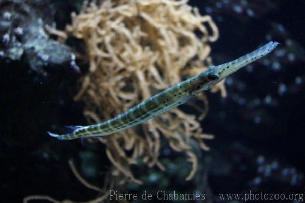 Spotted trumpetfish *