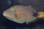 Orange-lined triggerfish