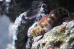 Red-spotted blenny