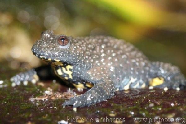 Yellow–bellied toad