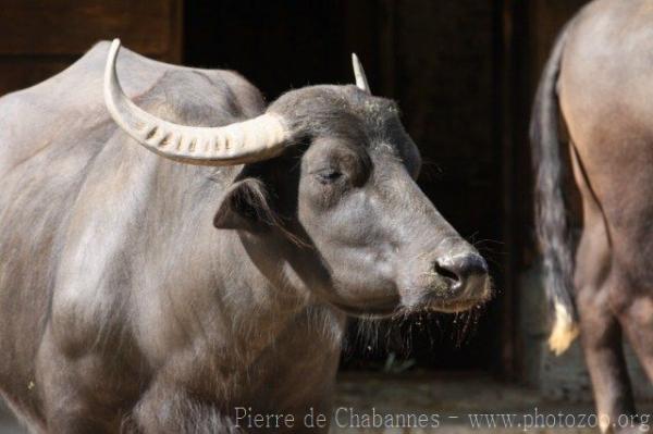 Water buffalo