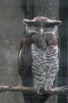 Barred eagle-owl