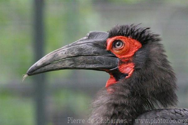 Southern ground hornbill