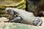 Colorado river toad