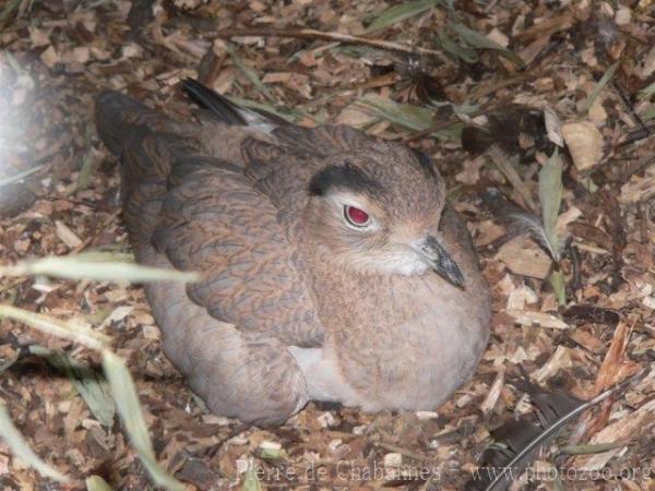 Peruvian thick-knee