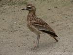 Stone curlew