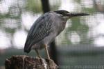 Green-backed heron *