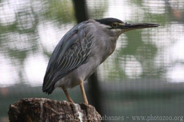 Green-backed heron *