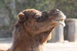 Bactrian camel