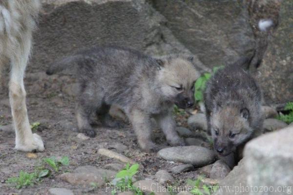 Arctic wolf