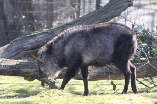 Japanese serow