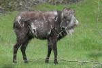 Japanese serow