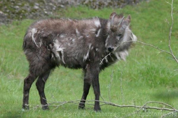 Japanese serow