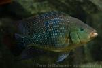 Pink basketmouth cichlid