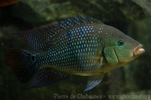 Pink basketmouth cichlid