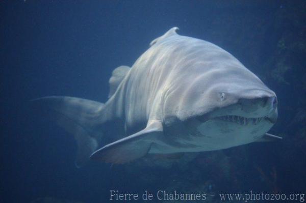 Sand tiger shark *