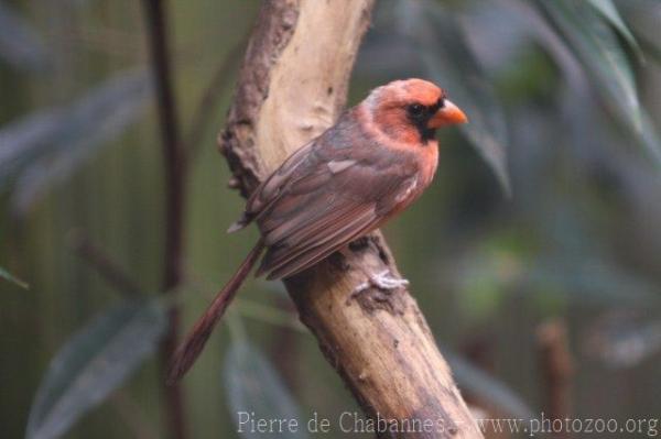 Northern cardinal *