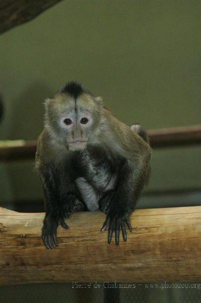 Guianan weeper capuchin