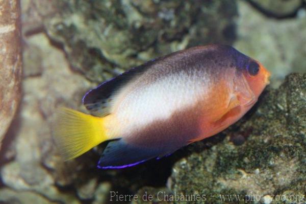 Multicolor angelfish *