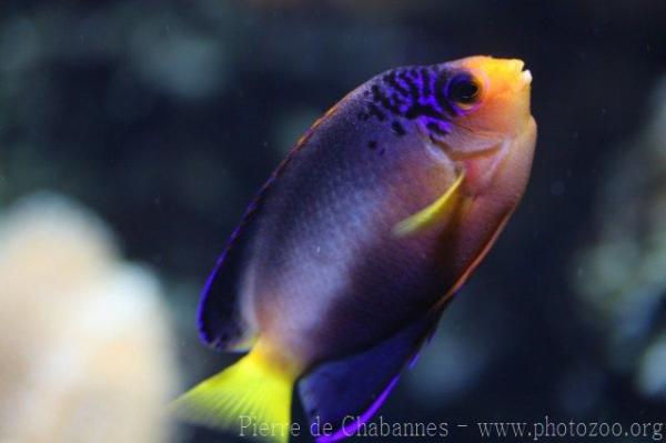 Multicolor angelfish *