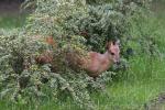 Natal red duiker