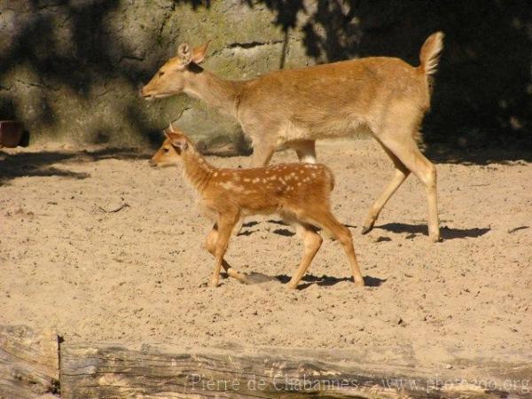 South Japan sika deer