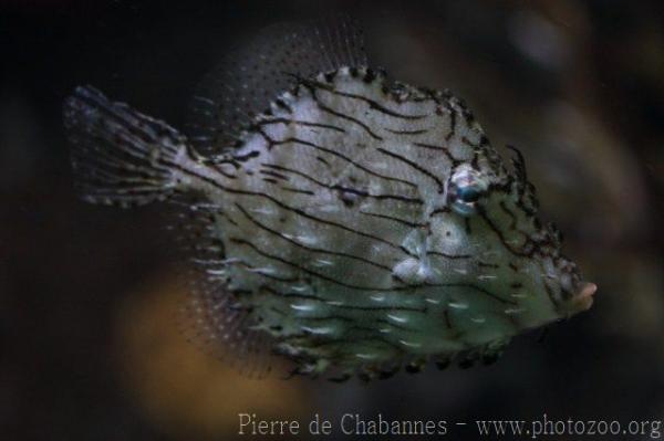 Prickly leatherjacket