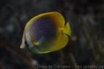 Golden butterflyfish *