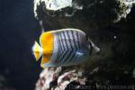 Seychelles butterflyfish