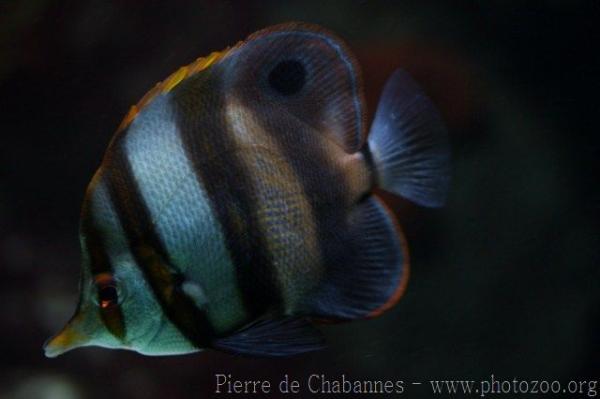 Blackfin coralfish *