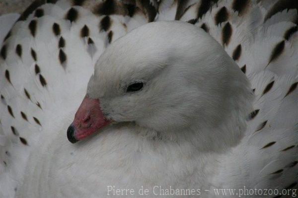 Andean goose