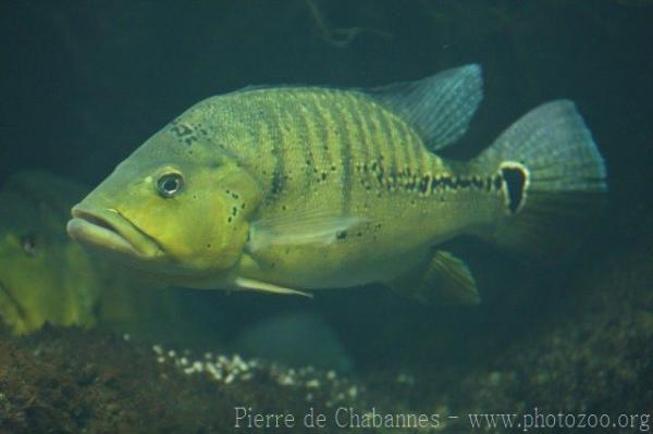 Rio Xingu peacock cichlid *