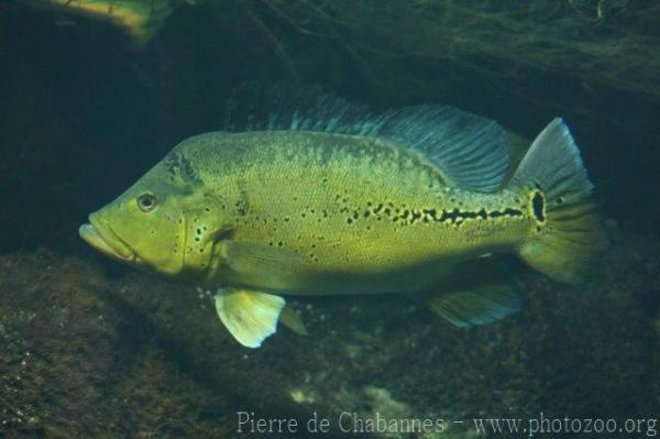 Rio Xingu peacock cichlid *