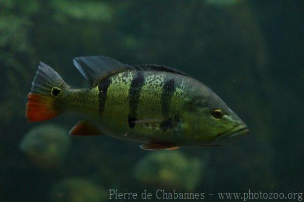 Peacock cichlid