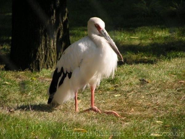 Maguari stork *